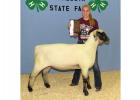 2018 Minnesota State Fair Reserve Champion White and Speckled Face Commercial Yearling Ewe went to Kara Bowman.  Submitted by Katie Becker, Clearwater County 4-H Program Coordinator 
