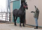 Shannon and Denise Ostby have had Percherons for over 35 years! Pictured above is their stud, Dekota.