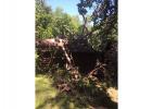 Tree damage in Itasca State Park. 