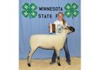 Kara Bowman – Reserve Champion White & Speckled Face Commercial Yearling Ewe at the Minnesota State Fair.