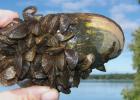 Zebra Mussels.