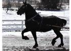 River Run Torii is headed for sale in Wisconsin. She was named after the Ostby’s granddaughter, a Grygla 3rd grader, who said she hoped the mare sold to someone nice!