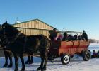 The Grygla Go-Getters 4-H club went on a hayride at Shannon & Denise Ostby’s home on December 27th.  The group stopped in the woods for a bonfire and completed the party with pizza, hot cocoa and a gift exchange! Shannon’s sleigh was in the shop so the group rode the wagon, which was pulled by a set of Percheron horses, Ivy and Heather.
