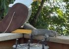 How hot was it last week? This squirrel was done with the heat. He was relaxing before continuing his journey.