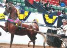 Kris Swanson won the Spring Premier Show Championship in Springfield, Mass. in May of 2016 with her mare.  “Nutty by Nature’  by stud Undulata’s Nutcracker.